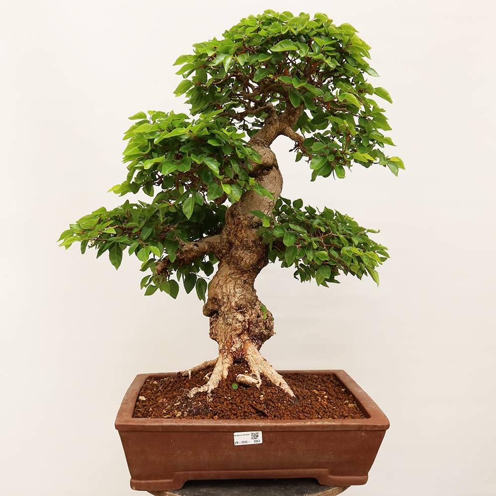 Kültéri bonsai -Carpinus Coreana - Koreai gyertyánfa