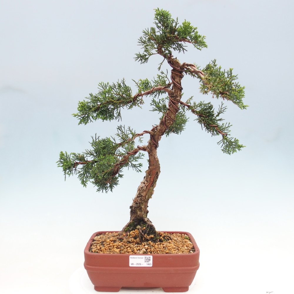Kültéri bonsai - Juniperus chinensis Kishu
