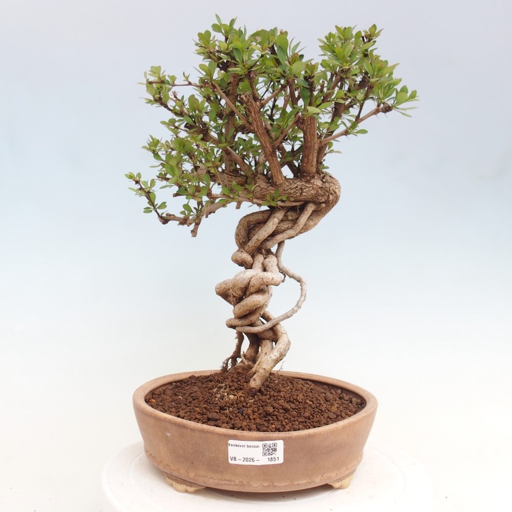 Kültéri bonsai - Berberis coreana