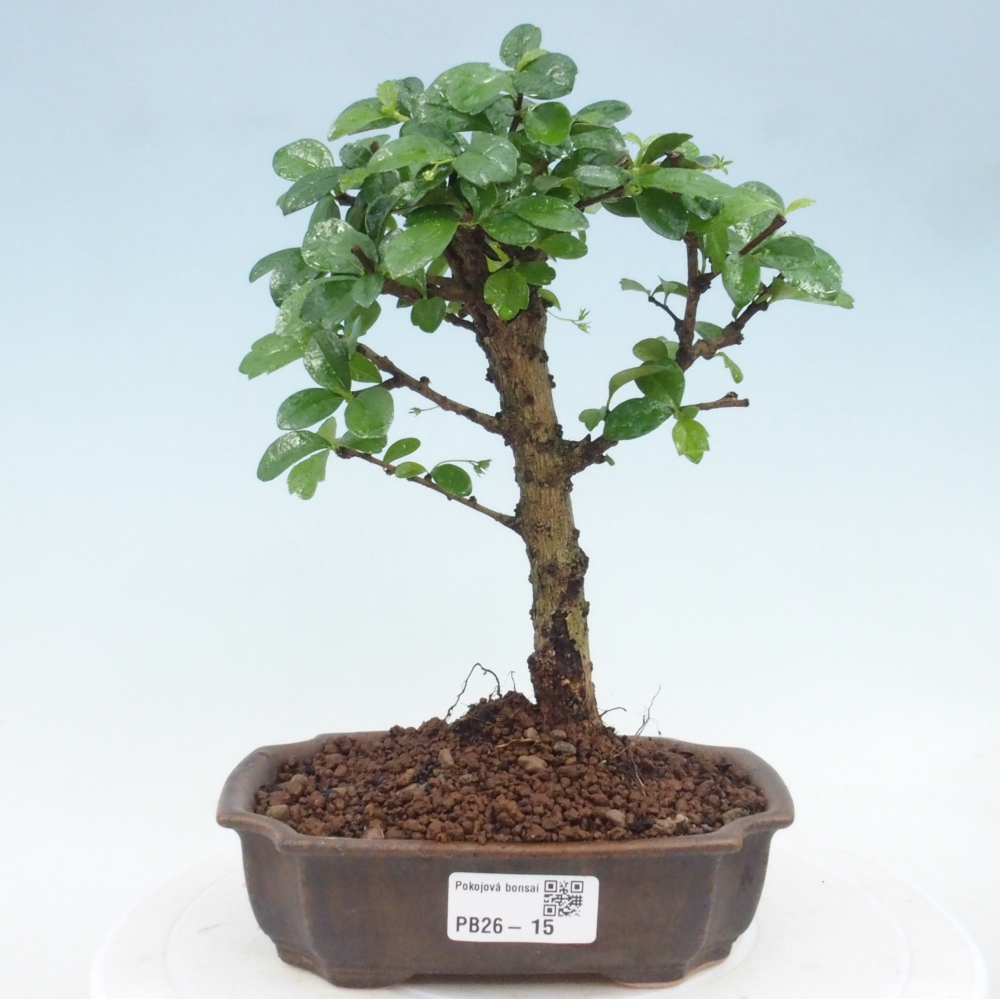 Szobai bonsai - Carmona macrophylla - Tea fuki