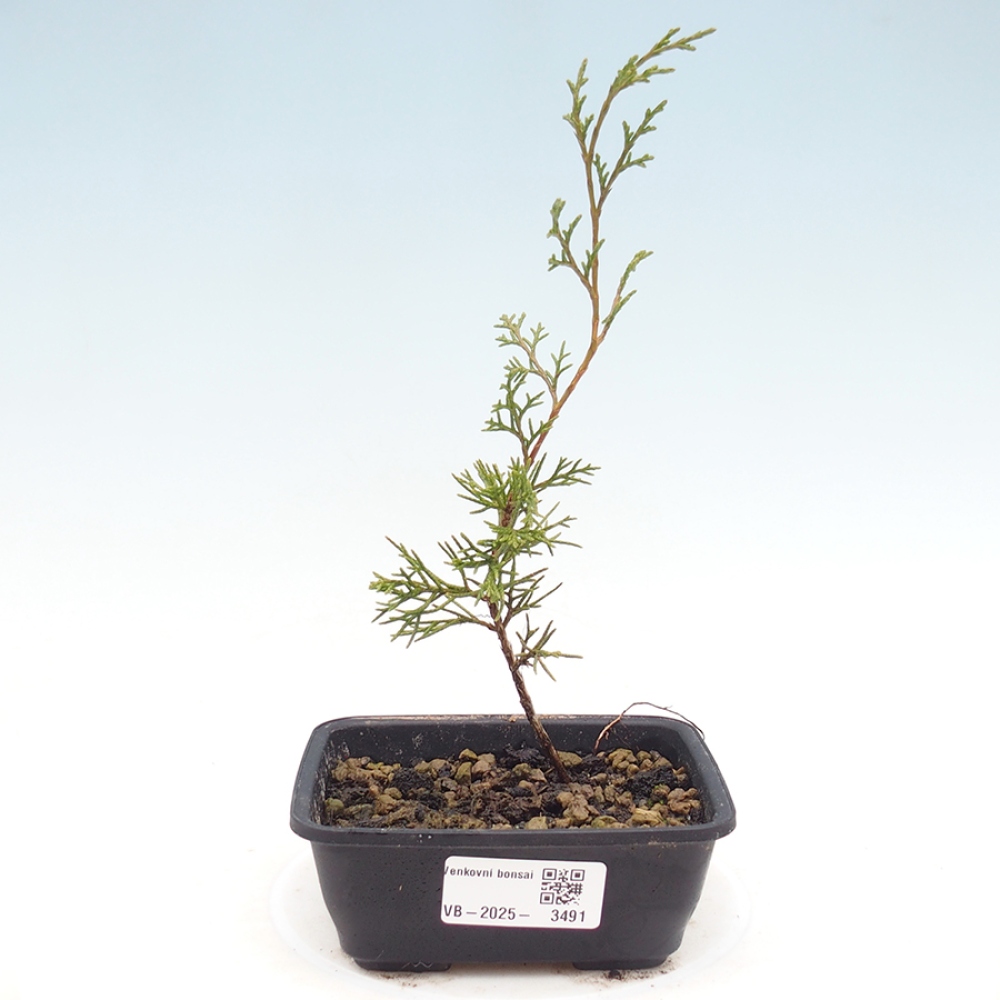 Kültéri bonsai - Juniperus chinensis Itoigawa