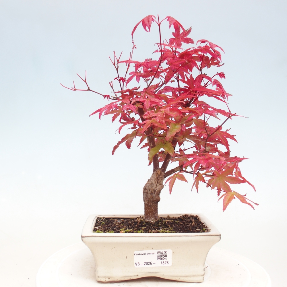 Kültéri bonsai - Acer palmatum DESHOJO