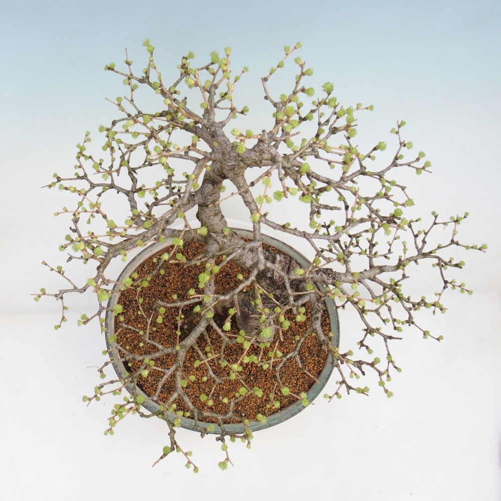 Kültéri bonsai - Larix decidua - vörösfenyő