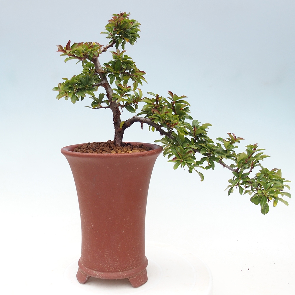 Kültéri bonsai-Pyracantha Teton - Hlox
