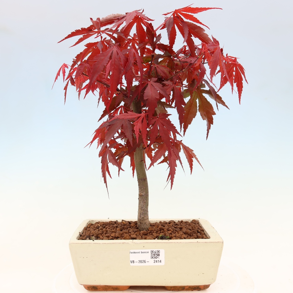 Kültéri bonsai - Acer pálma. Atropurpureum-Javor palmate