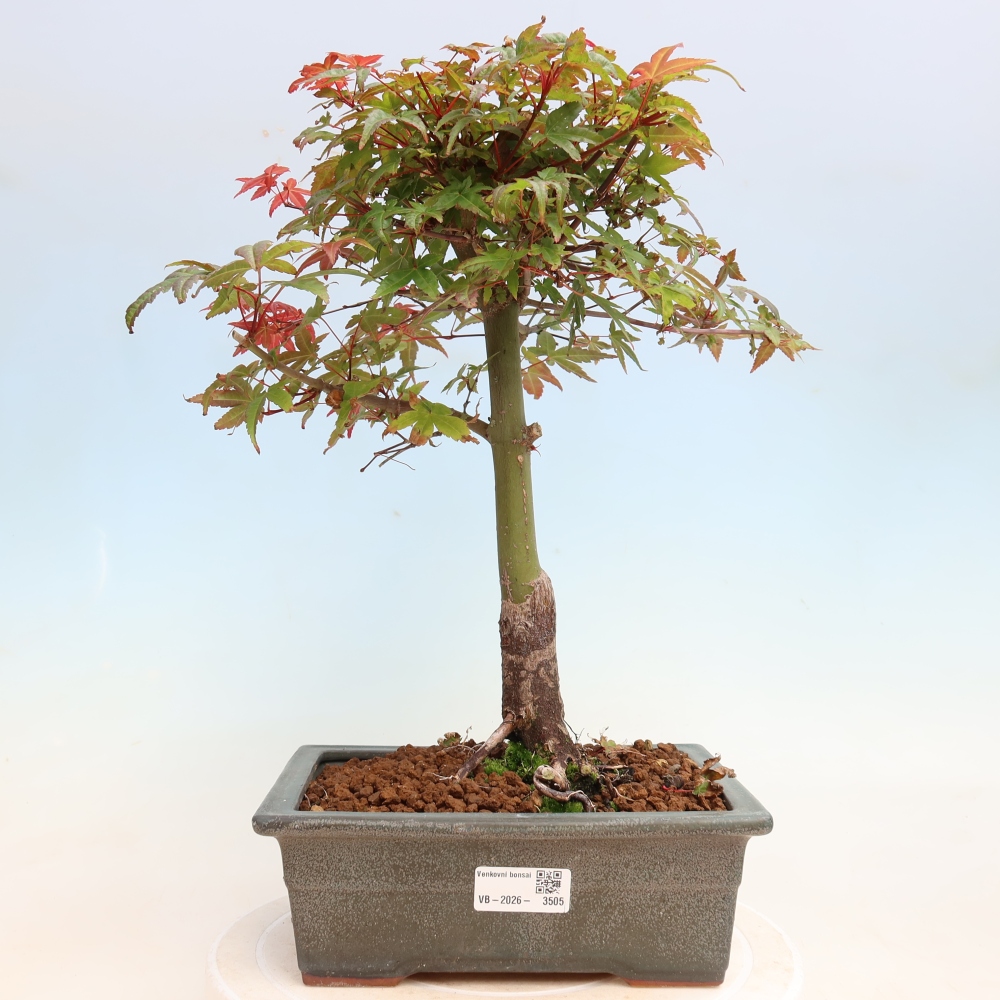 Kültéri bonsai - Acer palmatum DESHOJO