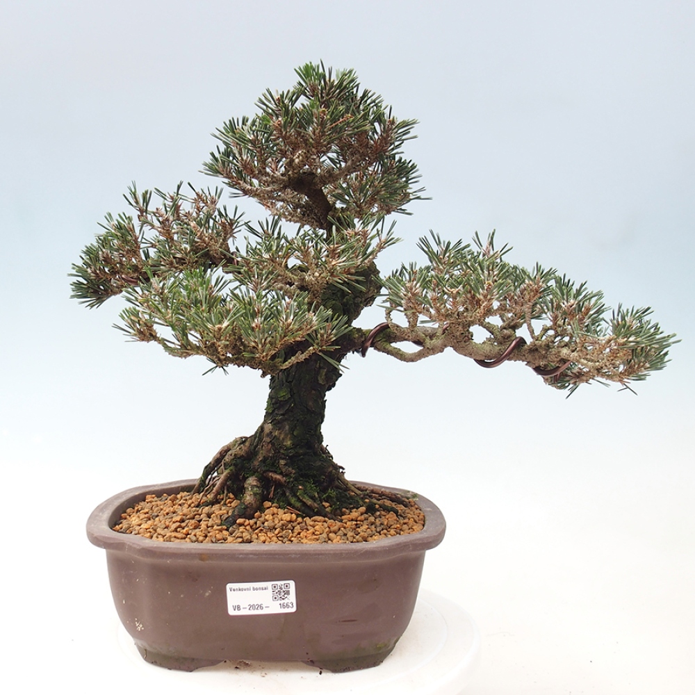 Kültéri bonsai - Pinus thunbergii Kotobuki - Thunberg fenyő