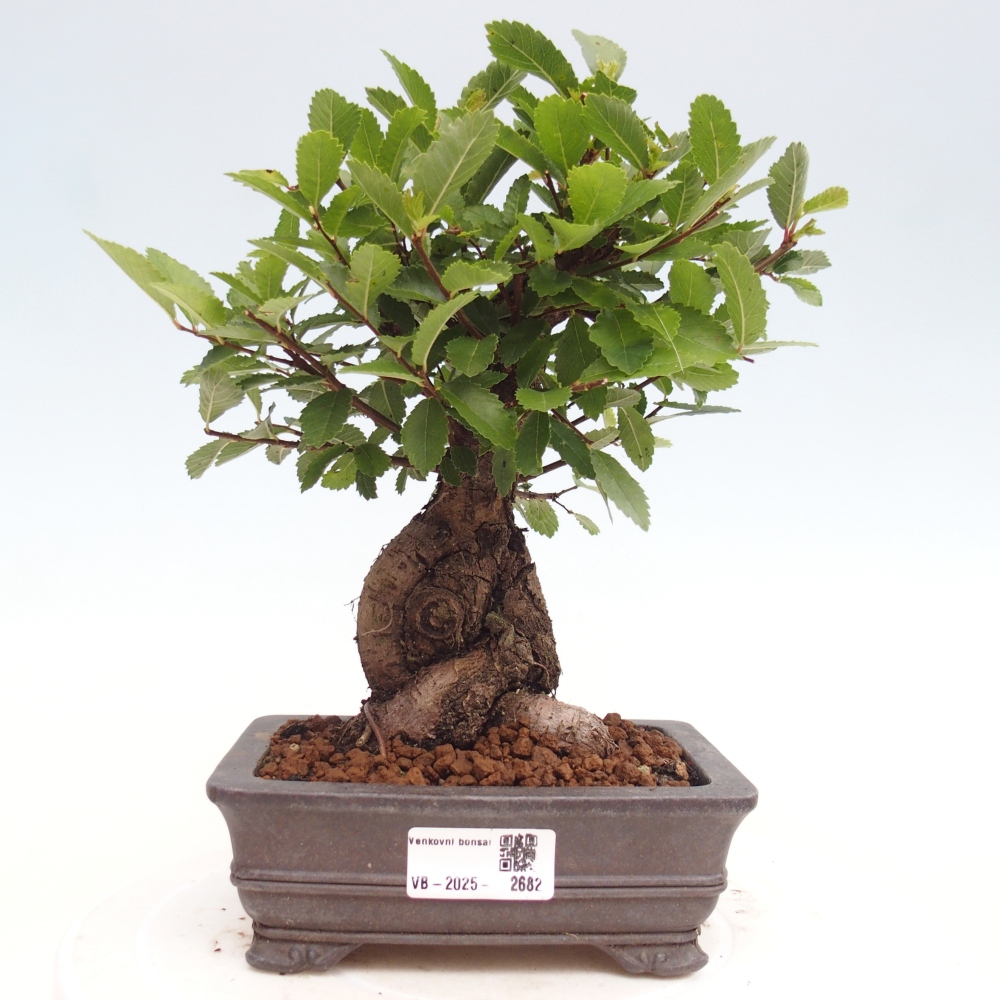 Kültéri bonsai - Zelkova - Zelkova NIRE