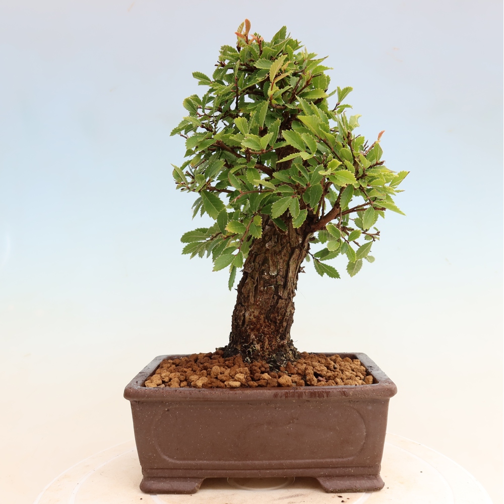 Kültéri bonsai - Zelkova - Zelkova NIRE