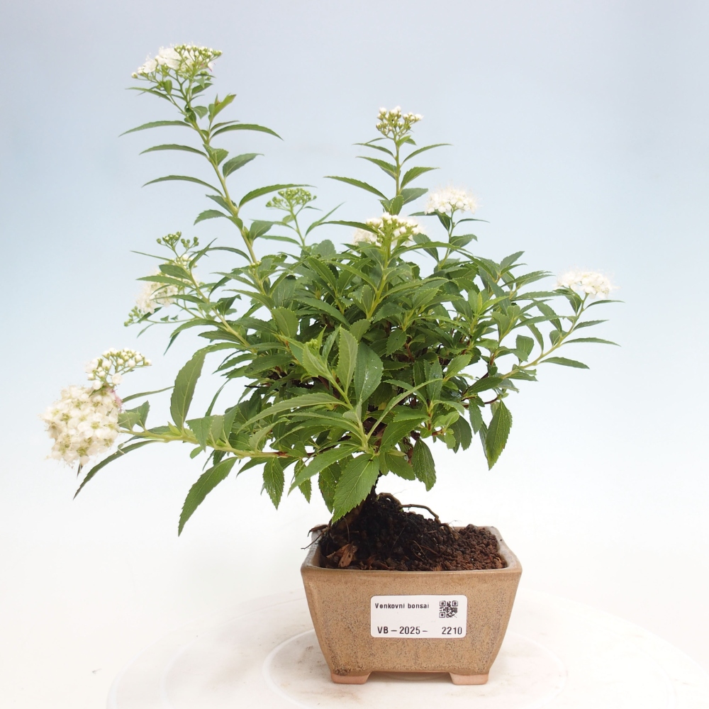 Kültéri bonsai - Spirea japonica GENPSI