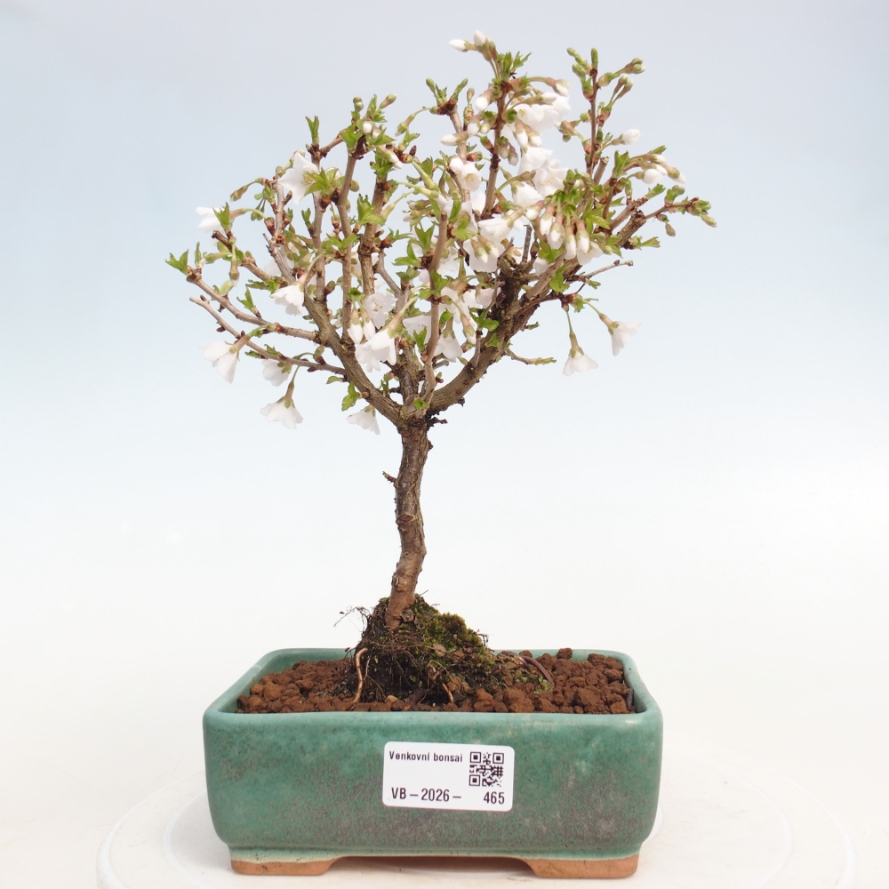 Kültéri bonsai - Prunus incisa Kojou-no mai-Plivon kivágva
