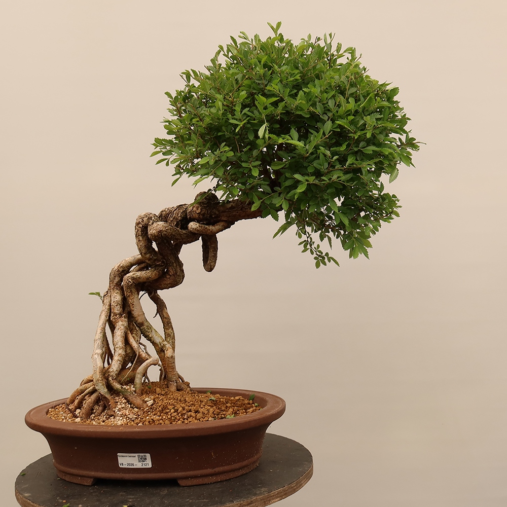 Kültéri bonsai - Zelkova - Zelkova NIRE