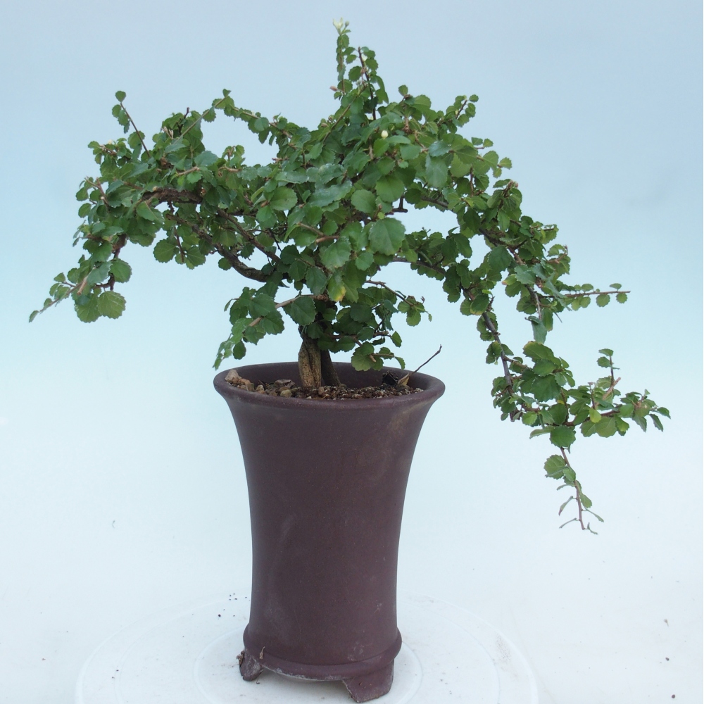 Szobai bonsai - Grewia sp. - Grewia malafolia
