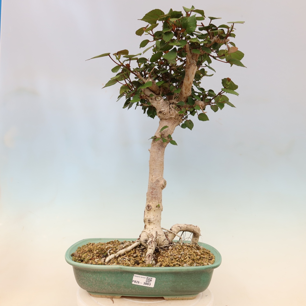 Beltéri bonsai - Hibiscus tiliaceus - tengeri hibiszkusz