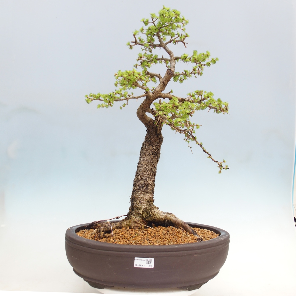 Kültéri bonsai -Larix decidua - vörösfenyő - Csak raklapon szállítható