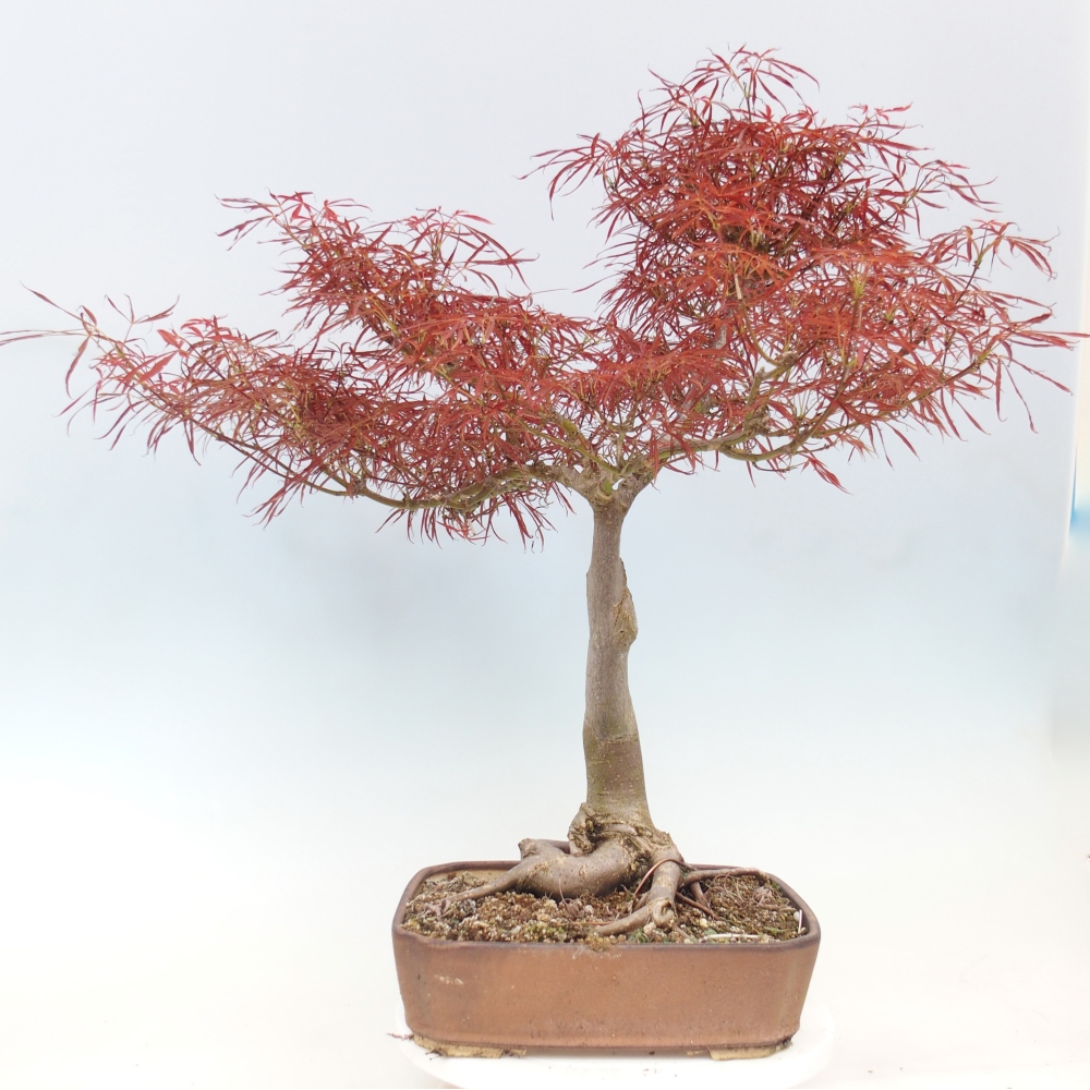 Kültéri bonsai - Acer palmatum RED PYGMY