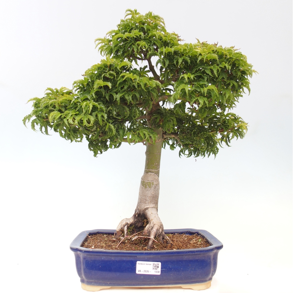 Kültéri bonsai -Javor pálma Acer palmatum Shishigashira