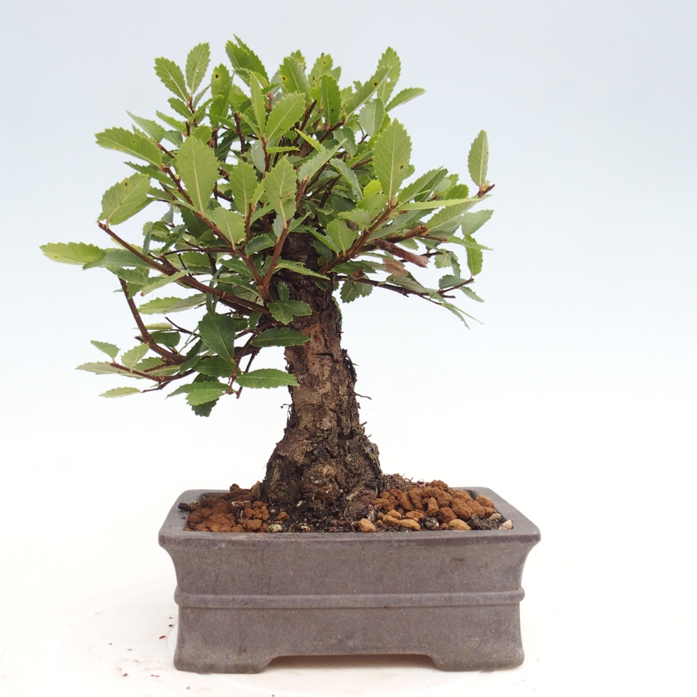 Kültéri bonsai - Zelkova - Zelkova NIRE