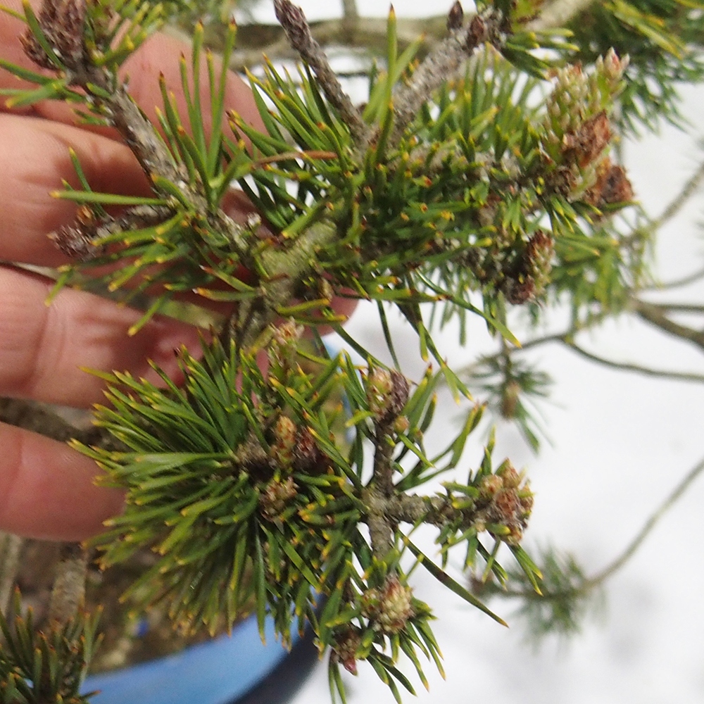 Yamadori - Pinus sylvestris