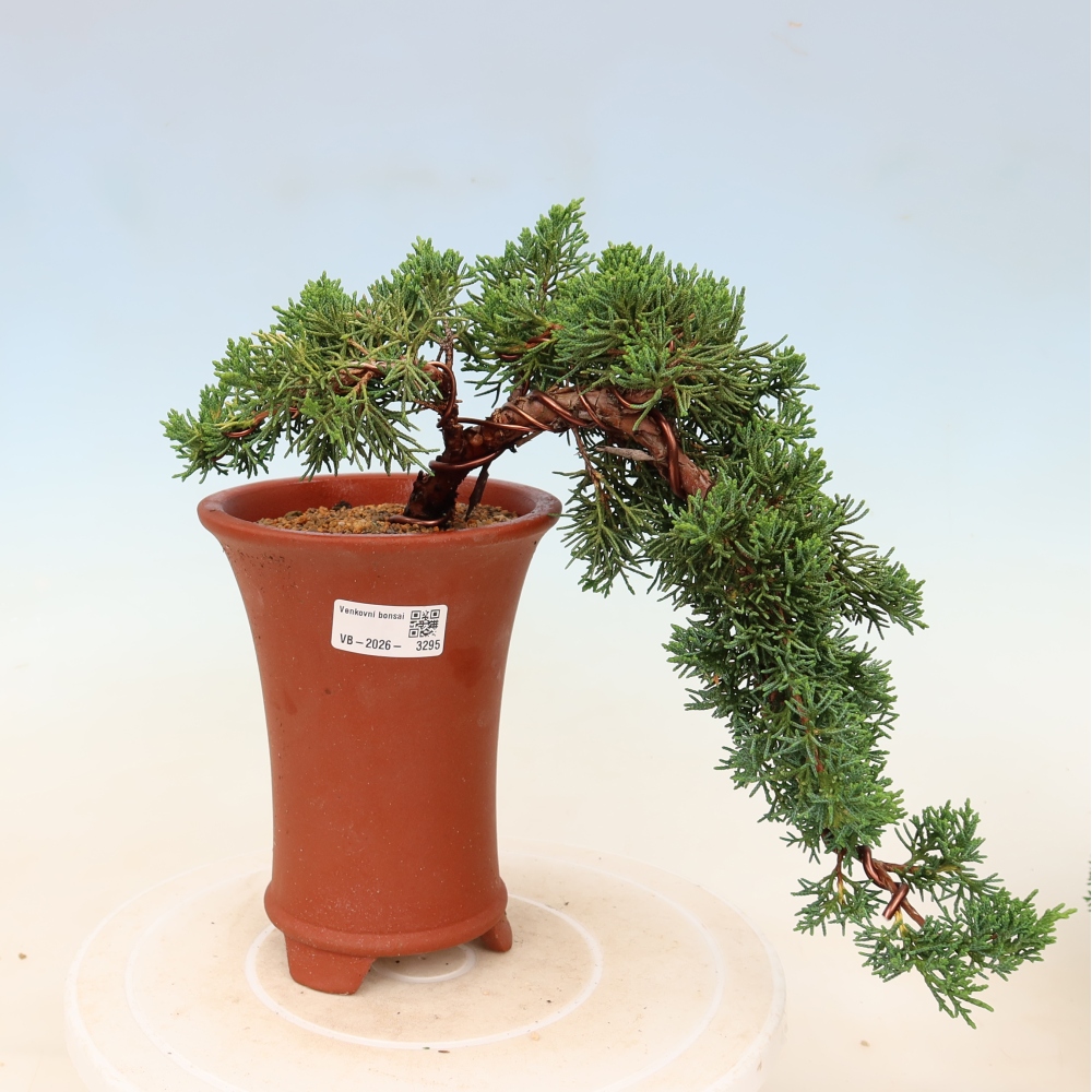 Kültéri bonsai - Juniperus chinensis Kishu
