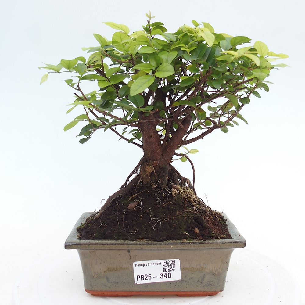 Szobai bonsai - Sageretia thea - Sageretia thea