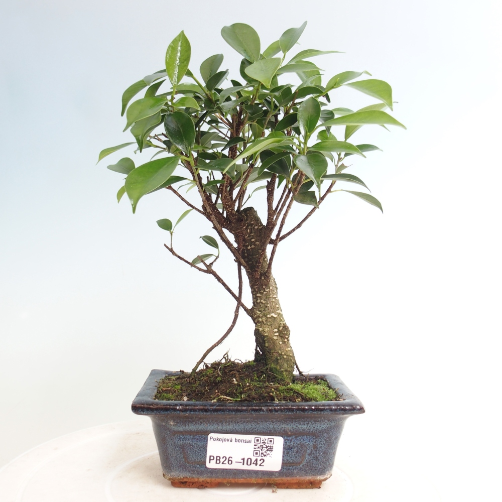 Szoba bonsai Ficus retusa kimmen