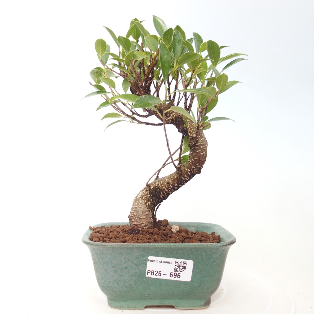 Szobai bonsai - Ficus retusa - kislevelű fikusz