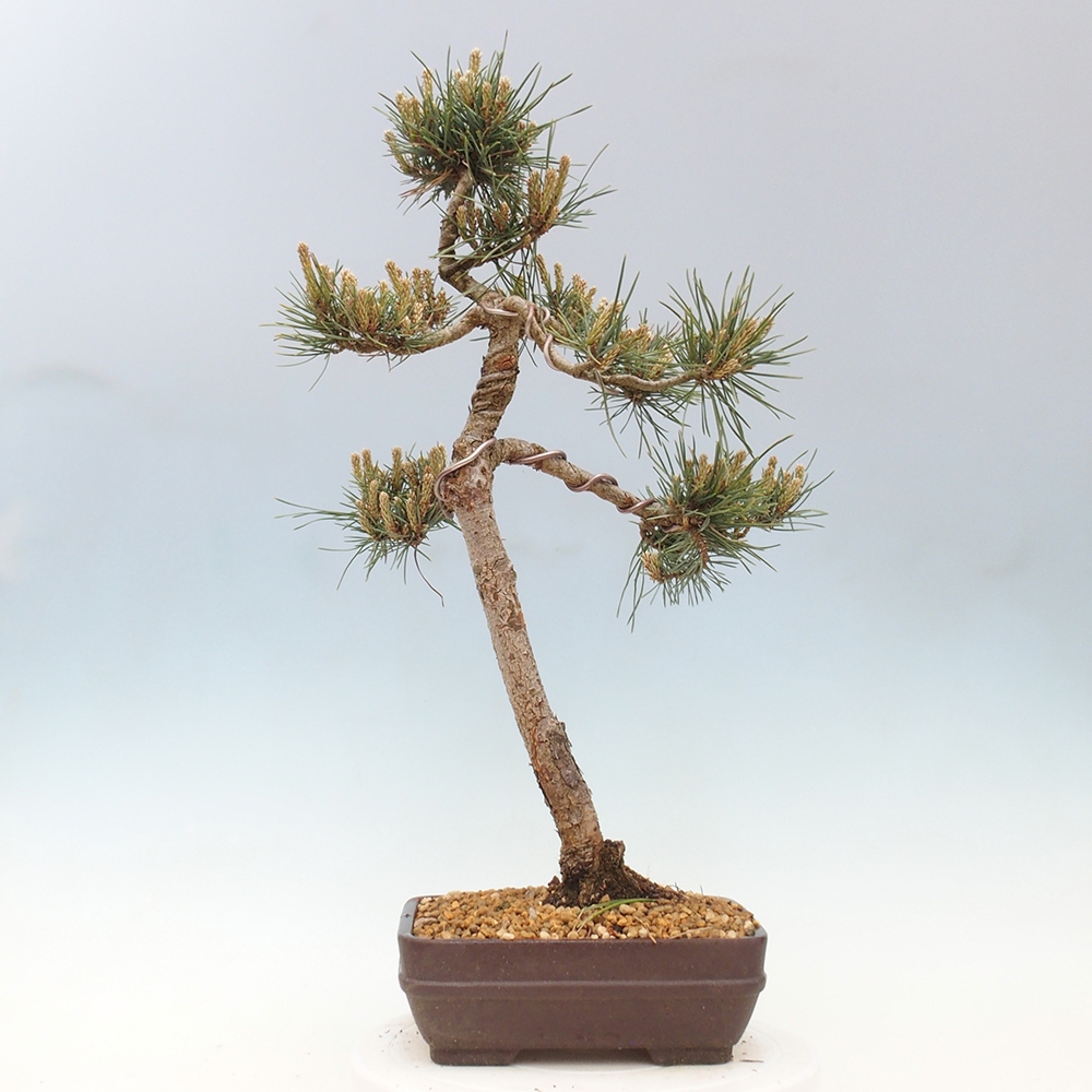 Kültéri bonsai - Pinus Sylvestris Watererri - erdeifenyő