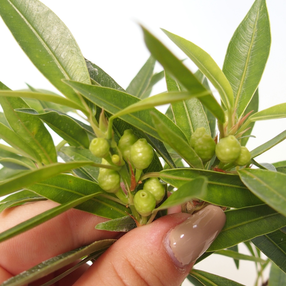 Szobai bonsai - Ficus nerifolia - kislevelű fikusz