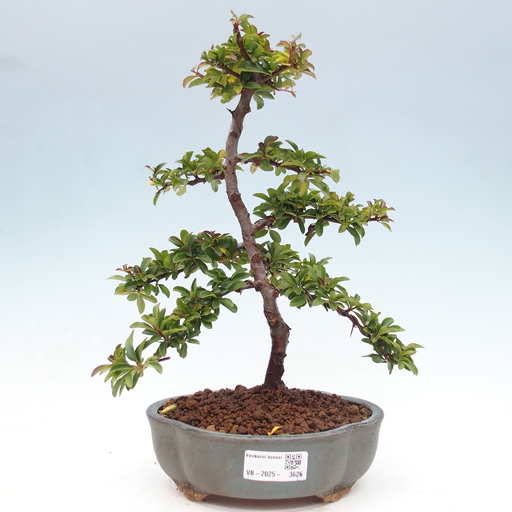 Kültéri bonsai-Pyracantha Teton - Hlox