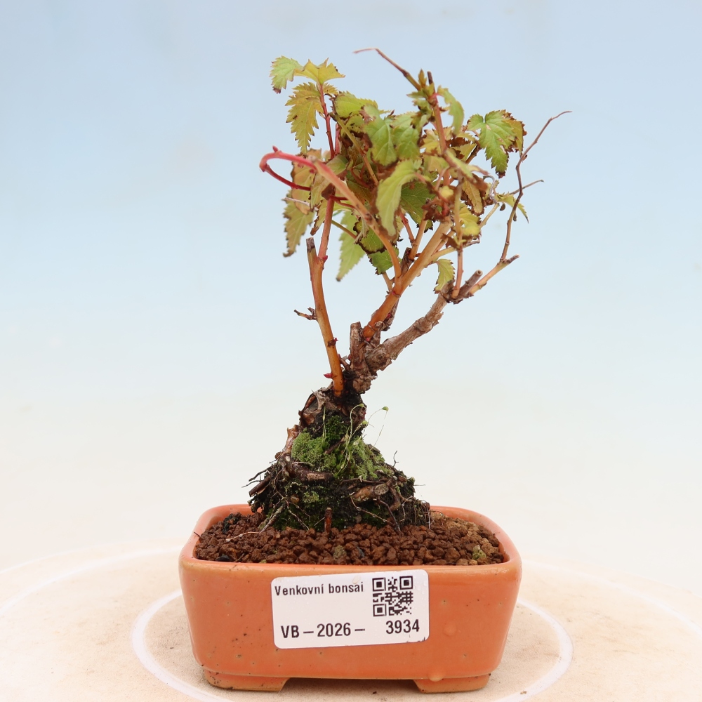 Kültéri bonsai – Stephanandra incisa – Hajlított koronás