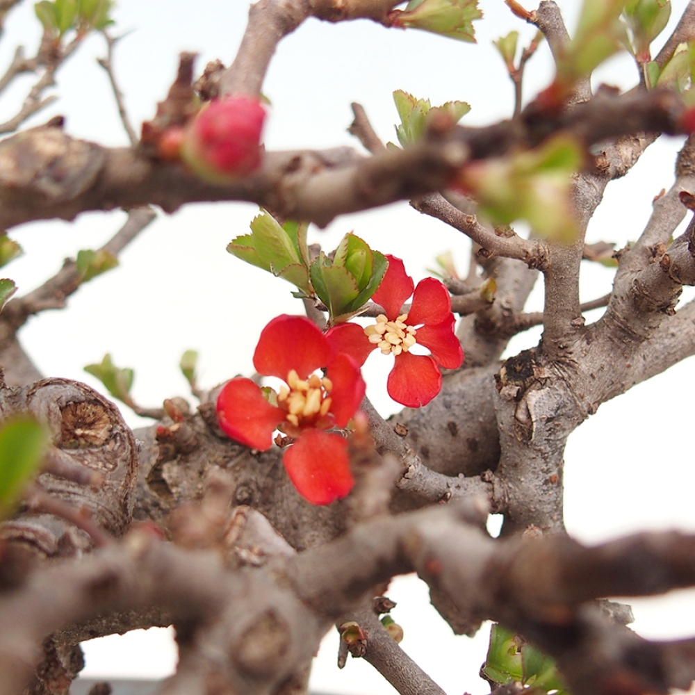 Kültéri bonsai - Chaneomeles speciosa - birs