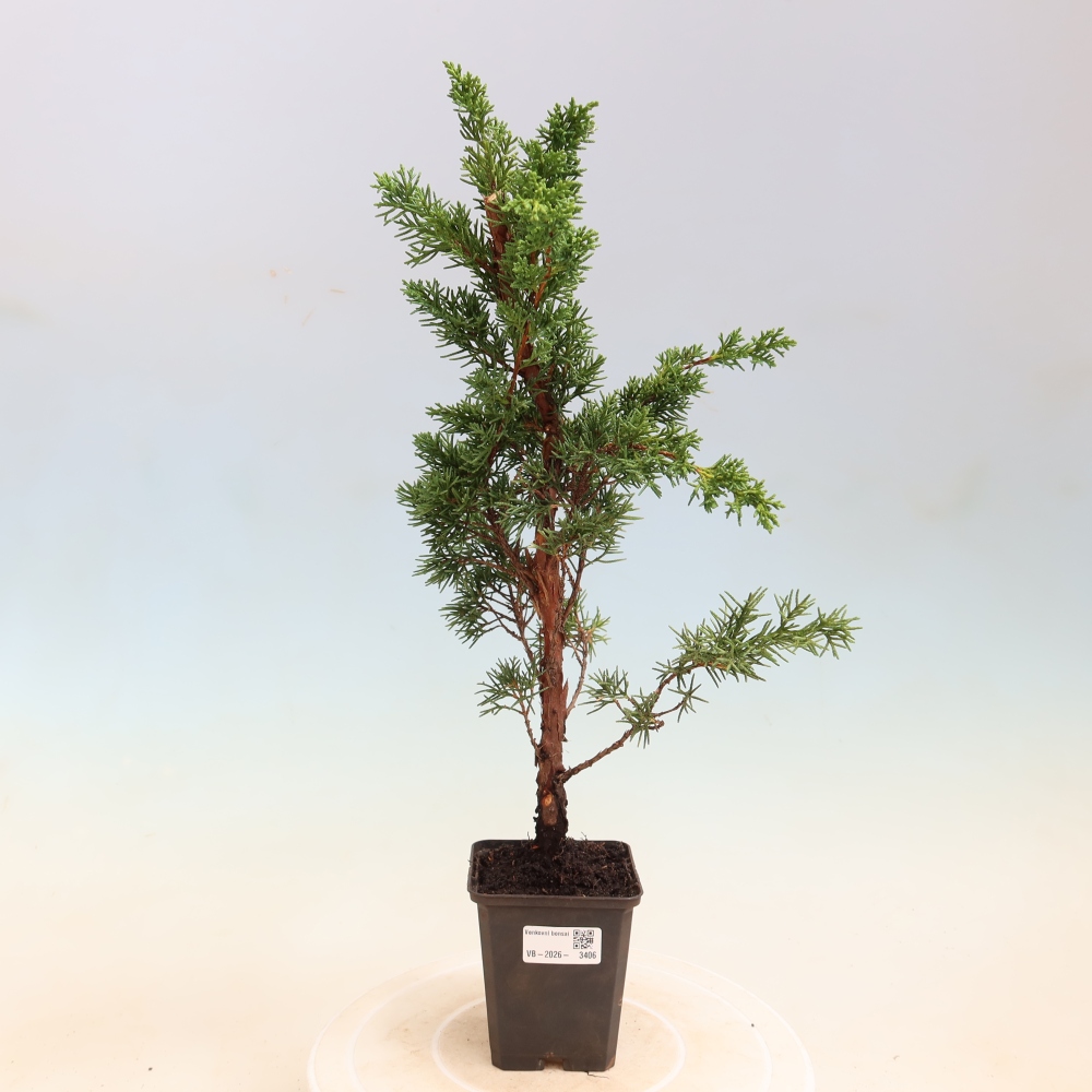 Kültéri bonsai - Juniperus chinensis Kishu