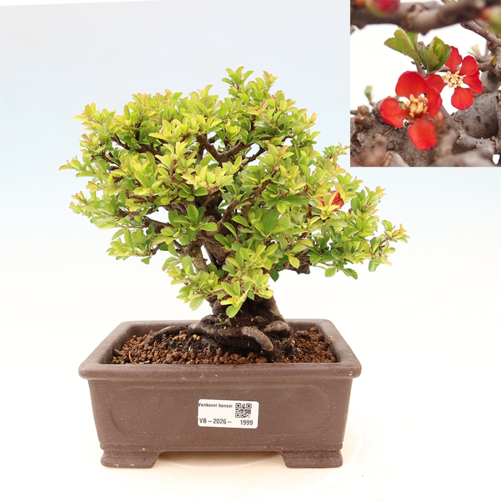 Kültéri bonsai - Chaneomeles speciosa Chojubai