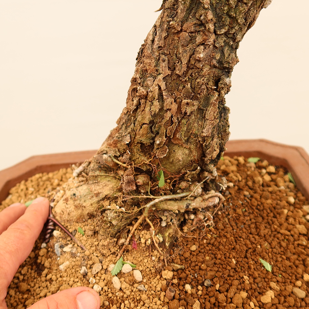 Kültéri bonsai - Zelkova - Zelkova NIRE