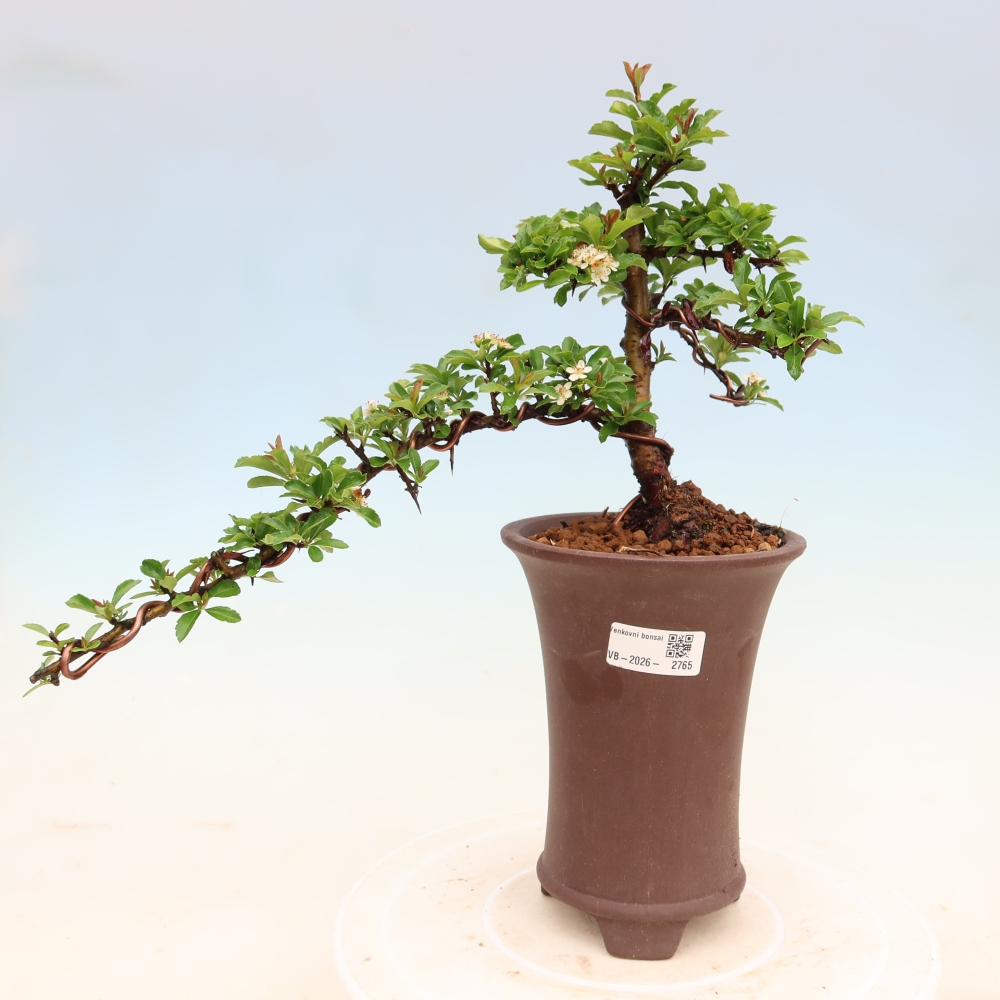 Kültéri bonsai – Pyracantha teton – Vörös tűzcserje