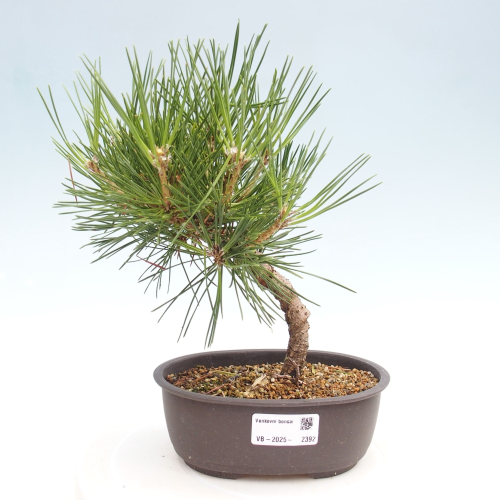 Kültéri bonsai - Pinus thunbergii - Thunberg fenyő