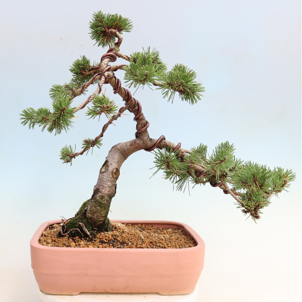 Kültéri bonsai – Pinus mugo Humpy – Törpefenyő