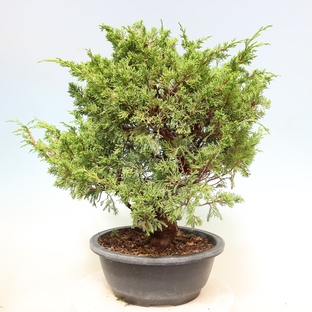 Kültéri bonsai - Juniperus chinensis Itoigawa-Juniperus chinensis