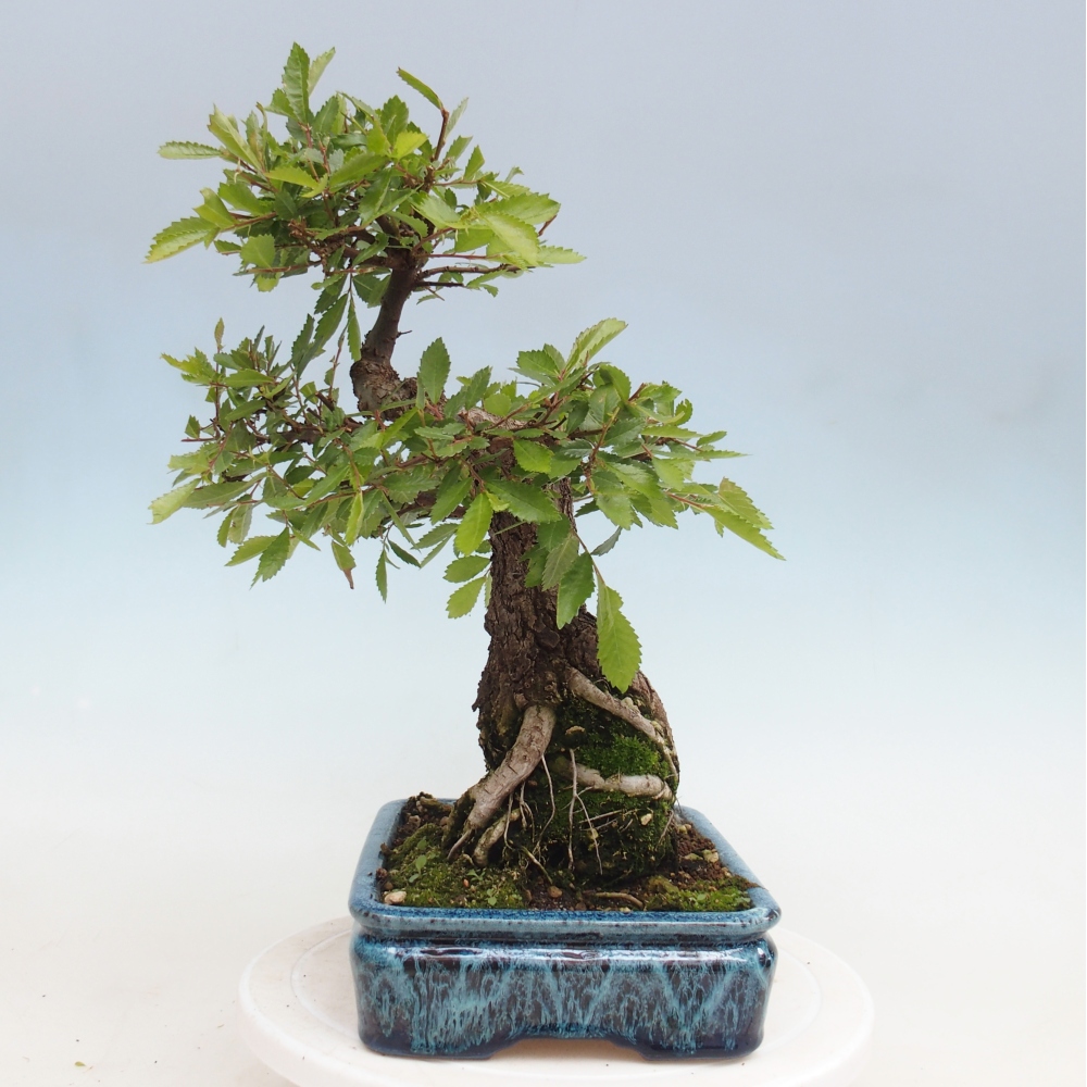 Kültéri bonsai - Zelkova - Zelkova NIRE