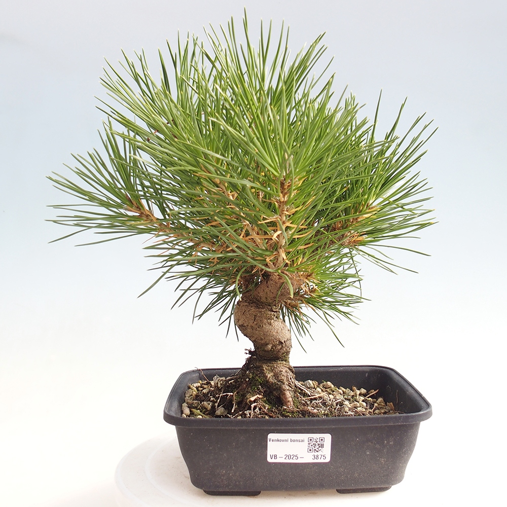 Kültéri bonsai - Pinus thunbergii - Thunberg fenyő