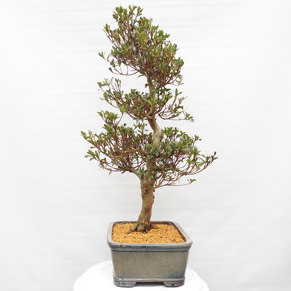 Kültéri bonsai - Japán azálea - Azalea Saishun