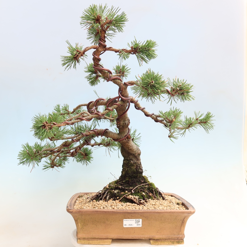 Kültéri bonsai – Pinus mugo Humpy – Törpefenyő