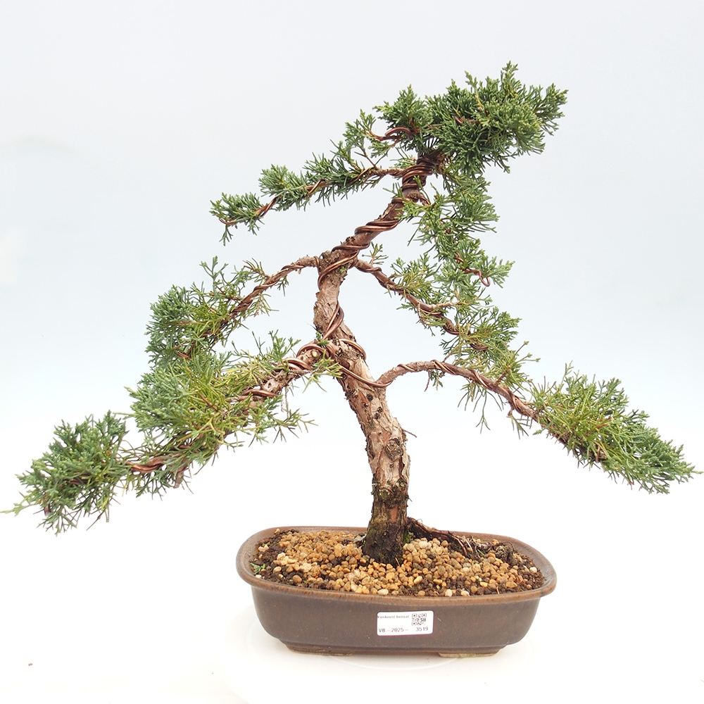 Kültéri bonsai - Juniperus chinensis Kishu