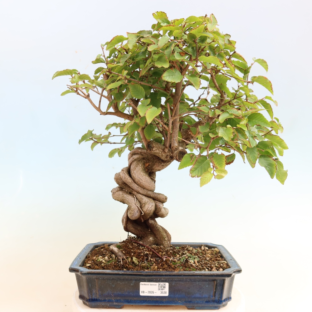 Kültéri bonsai -Carpinus CARPINOIDES - Koreai gyertyánfa