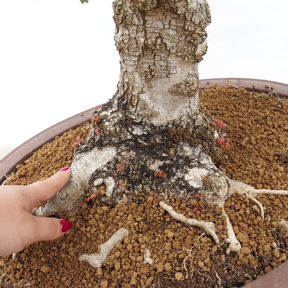 Kültéri bonsai -Javor babyka - Acer campestre