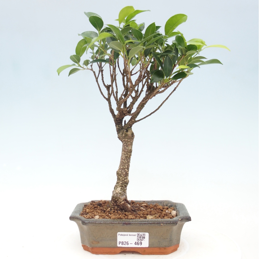Szobai bonsai - Ficus retusa - kislevelű fikusz