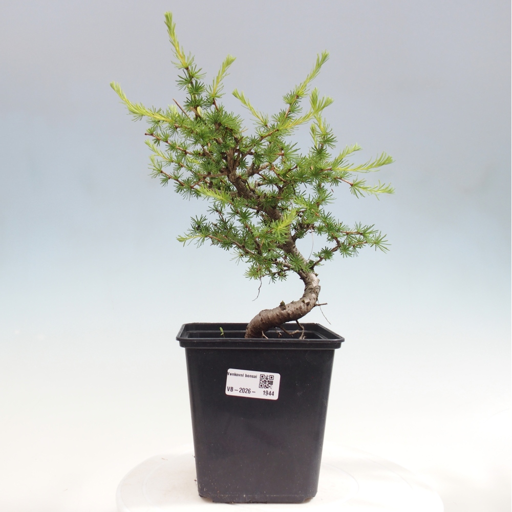 Kültéri bonsai - Larix decidua - vörösfenyő