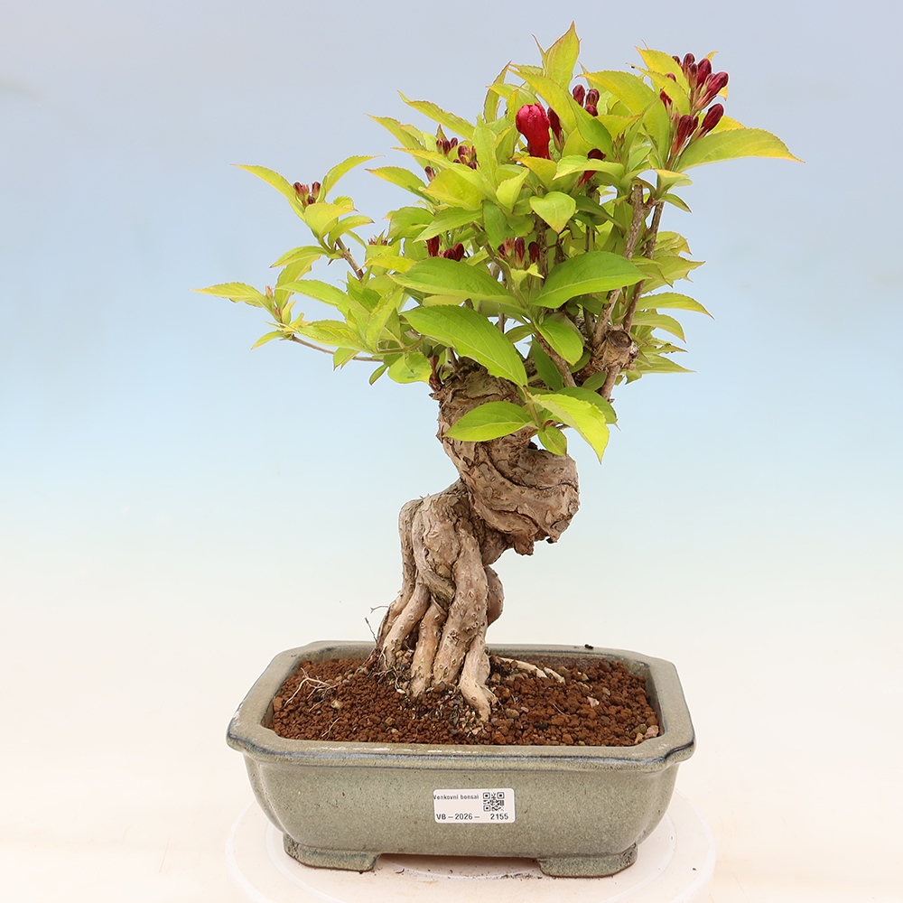 Kültéri bonsai – Weigela subsessilis – Koreai vajgélia