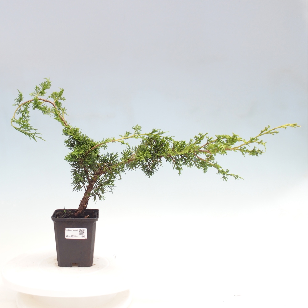 Kültéri bonsai - Juniperus chinensis Itoigawa